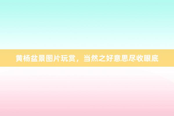 黄杨盆景图片玩赏，当然之好意思尽收眼底